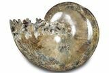 Polished Ammonite (Phylloceras) Fossil - Madagascar #283510-1